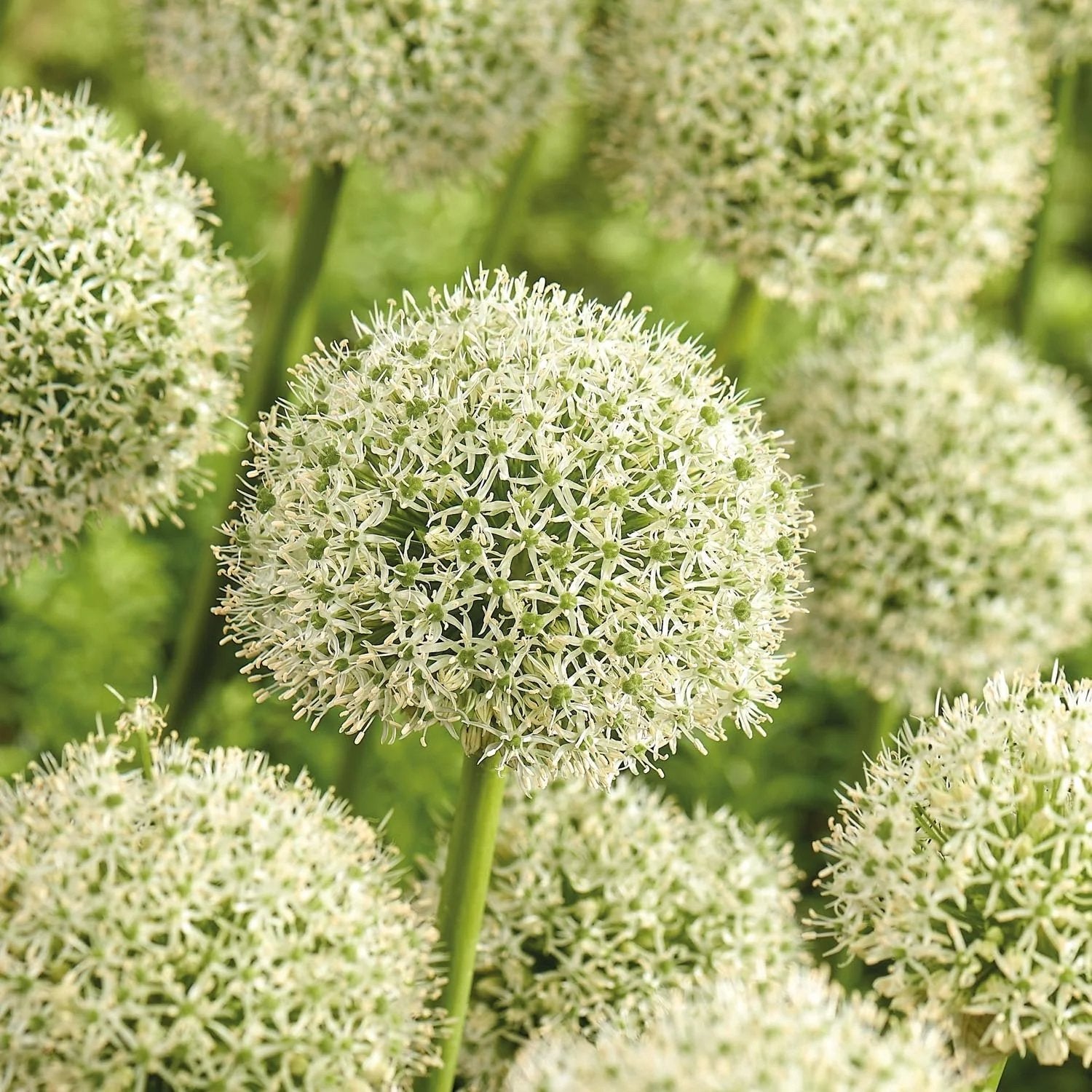 Allium White Giant 3 bollen voor een speciale prijs, Ophalen of Verzenden