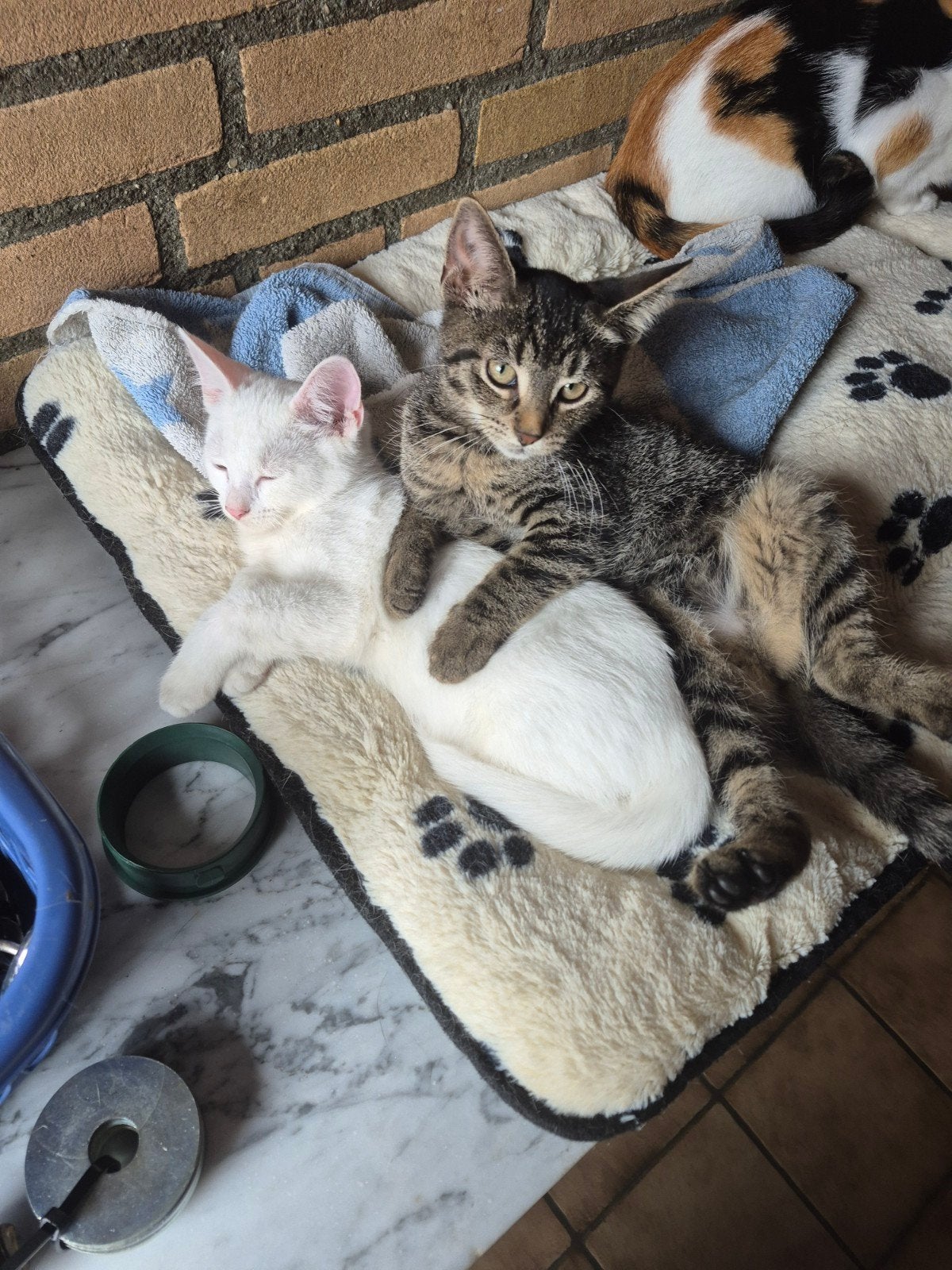 Leuke kittens vrouwtjes, Dieren en Toebehoren, Katten en Kittens | Overige Katten, Meerdere dieren