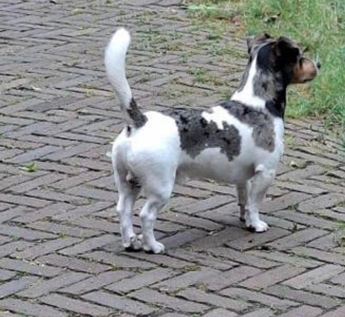Ter dekking zeer mooie blue merle jackrussel ter dekking, Reu, 1 tot 2 jaar, Parvo, Eén hond