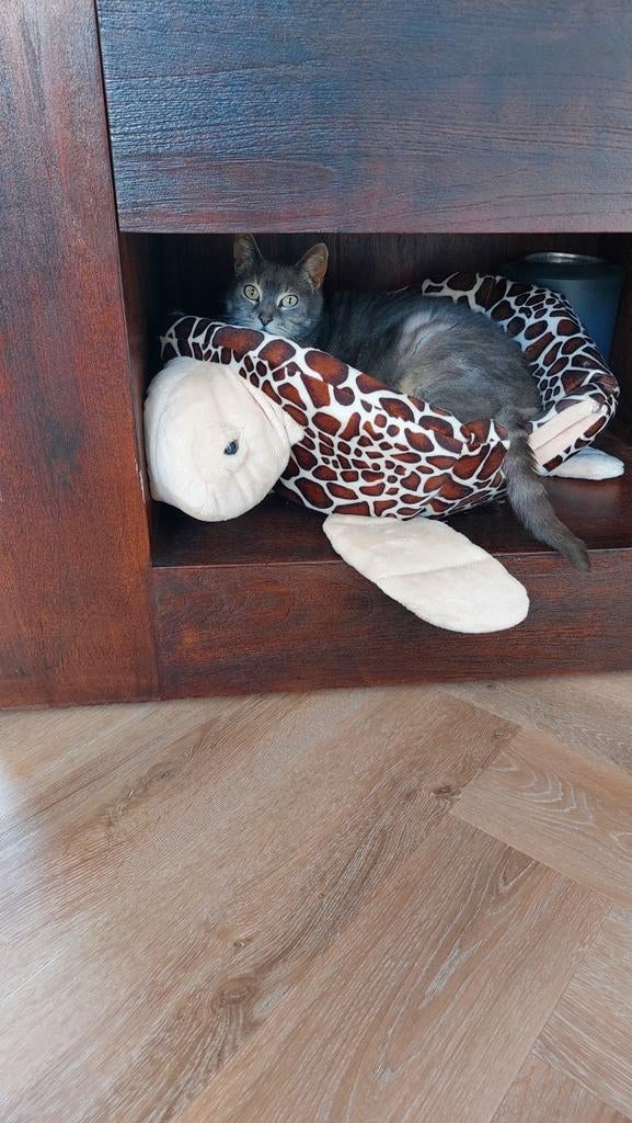 Gijsje zoekt een ander baasje, Poes, 6 jaar of ouder