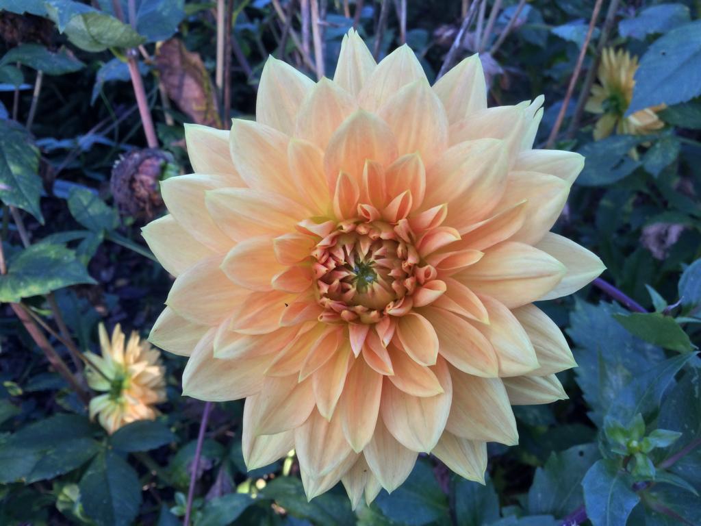Dahlia knollen gemengd., Tuin en Terras, Bloembollen en Zaden, Ophalen of Verzenden, Volle zon, Knol