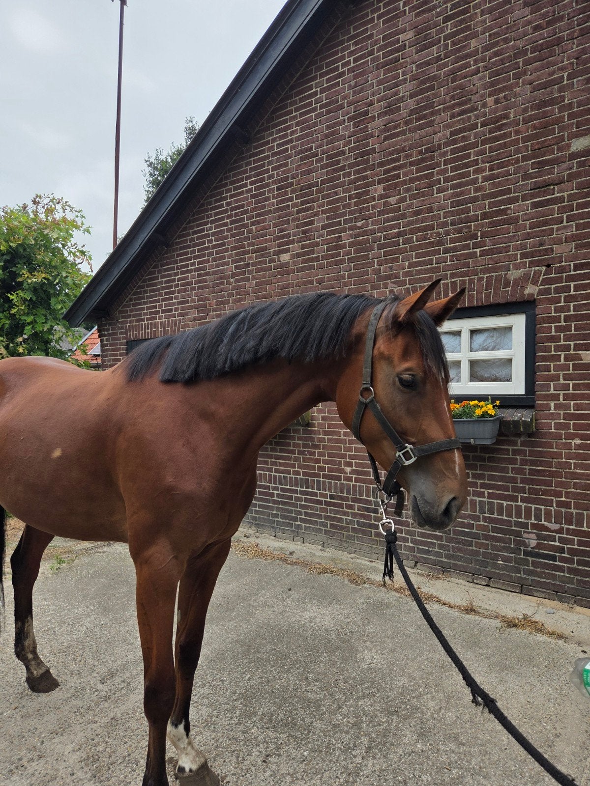 mooie 4 jarige merrie, komme cassal x nabab de reve, Dieren en Toebehoren, Merrie, Onbeleerd, Springpaard, 3 tot 6 jaar