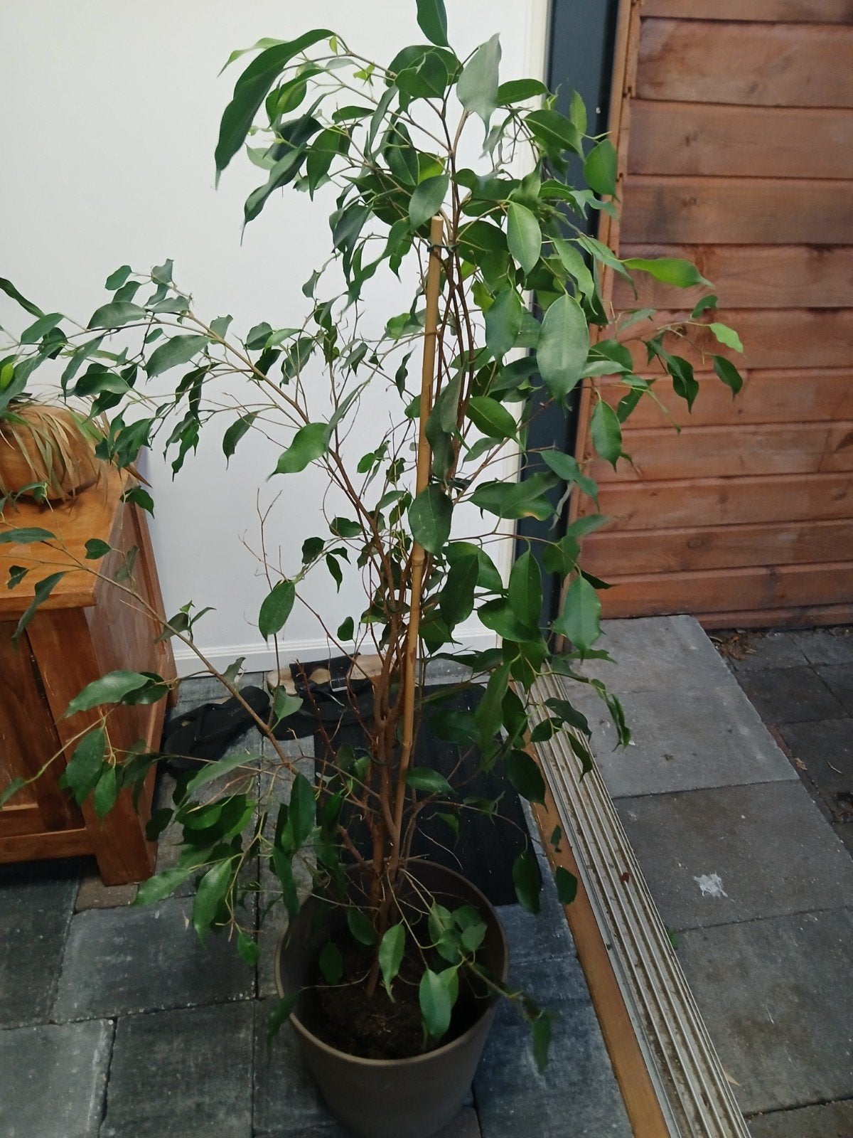 Grote Ficus Benjamina in pot, Huis en Inrichting, Ophalen, Ficus, 100 tot 150 cm, Halfschaduw
