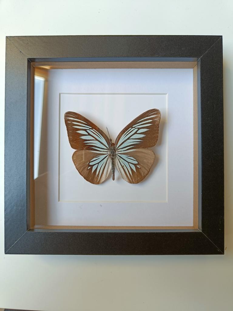 Ingelijste vlinder - Prachtige decoratie, Ophalen of Verzenden, Zo goed als nieuw