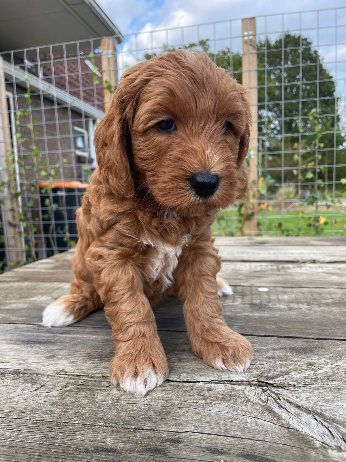 Australian labradoodle / labradoodle pups, 8 tot 15 weken, Meerdere, Meerdere dieren, CDV (hondenziekte)