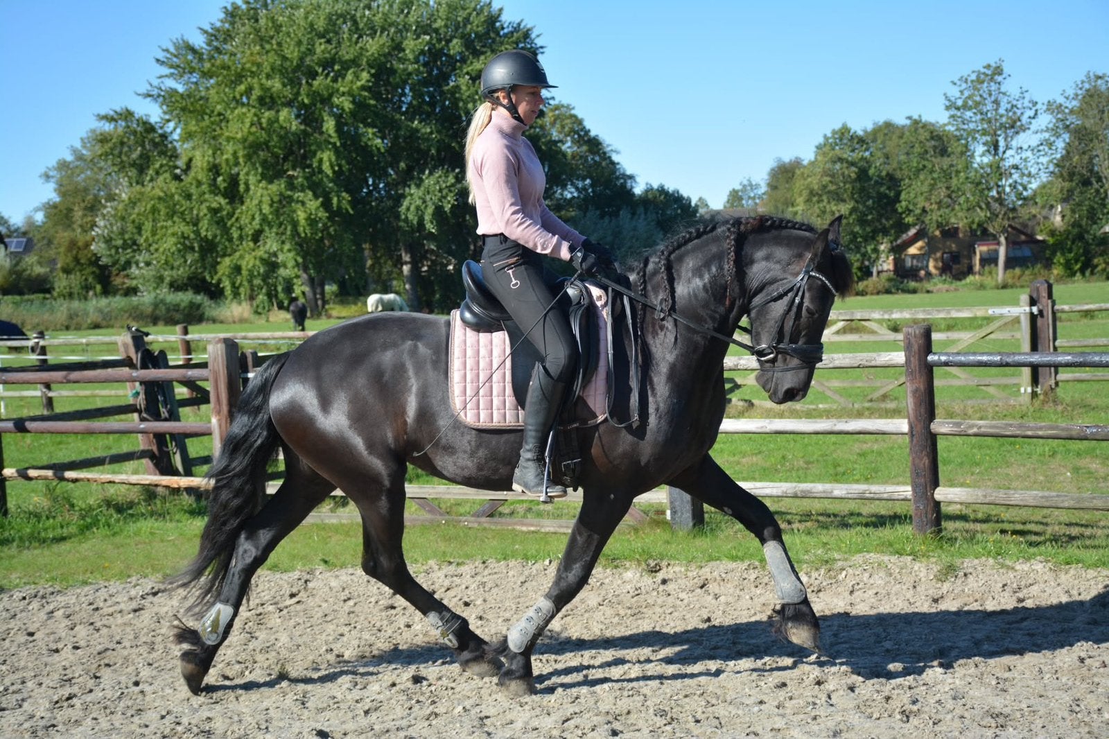 Prachrige friese merrie, Merrie, Met stamboom, Dressuurpaard, 3 tot 6 jaar