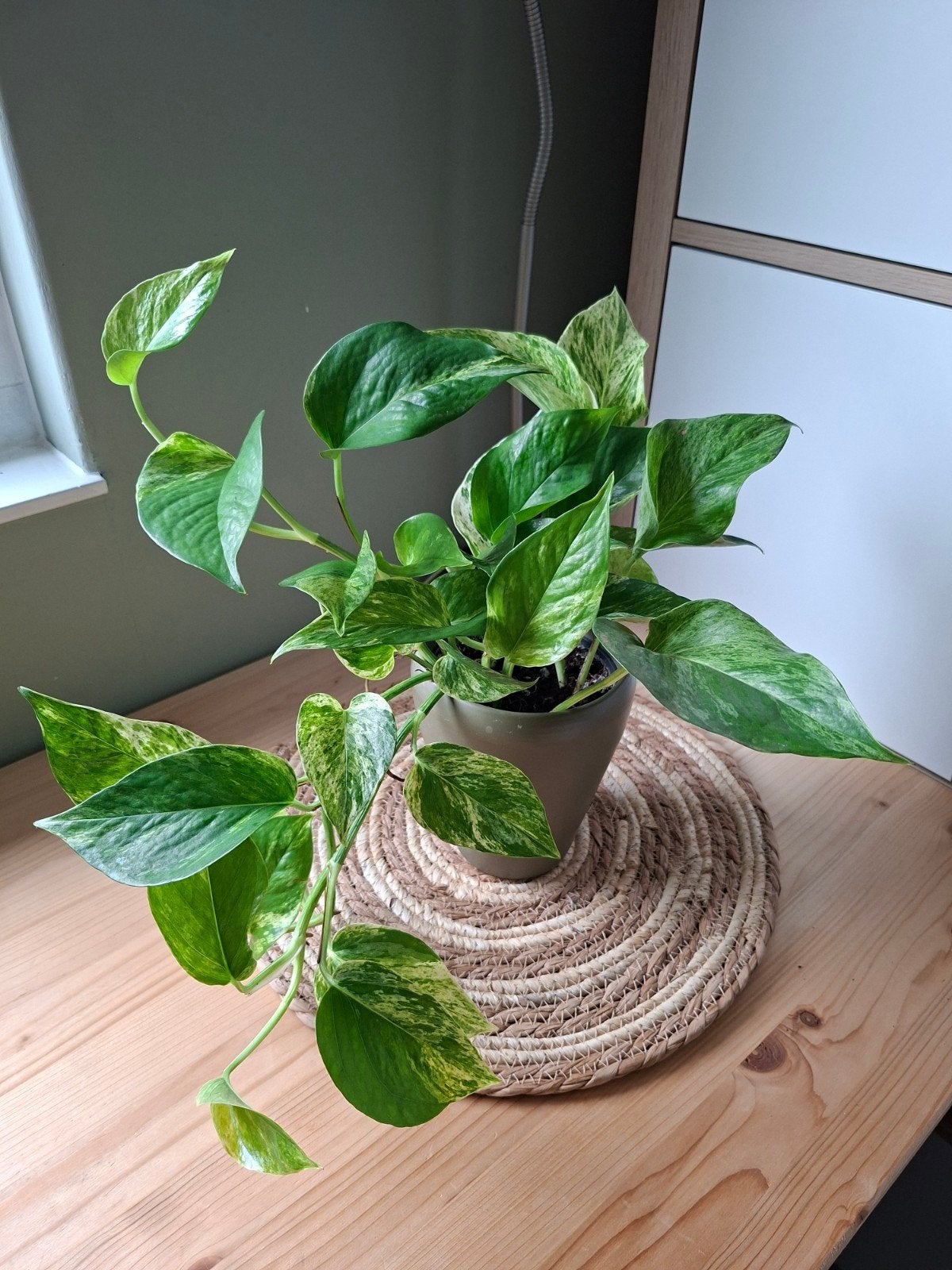 Pothos, Epipremnum Aureum (Scindapsus) kamerplant, Huis en Inrichting, Ophalen, Overige soorten, Halfschaduw, In pot