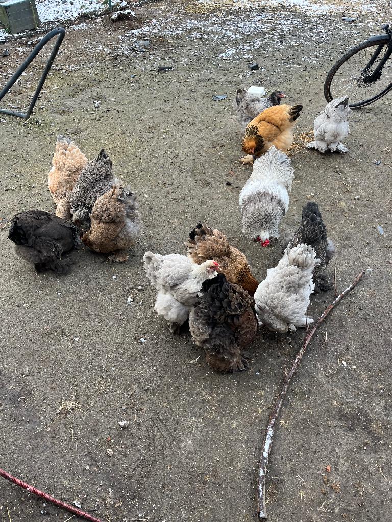 Brahma broedeieren, Dieren en Toebehoren, Pluimvee, Kip, Geslacht onbekend