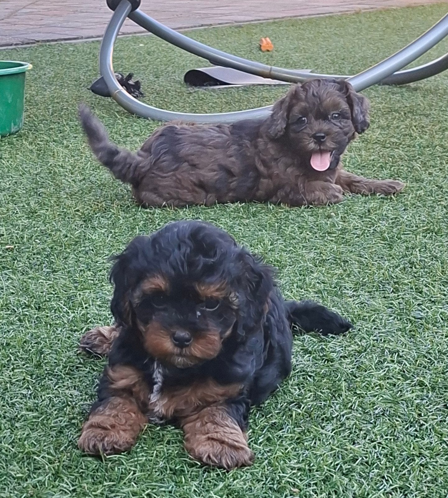 Mooie klein blijvende Boomer x Toypoedeltje, Parvo, 8 tot 15 weken, Meerdere, Meerdere dieren