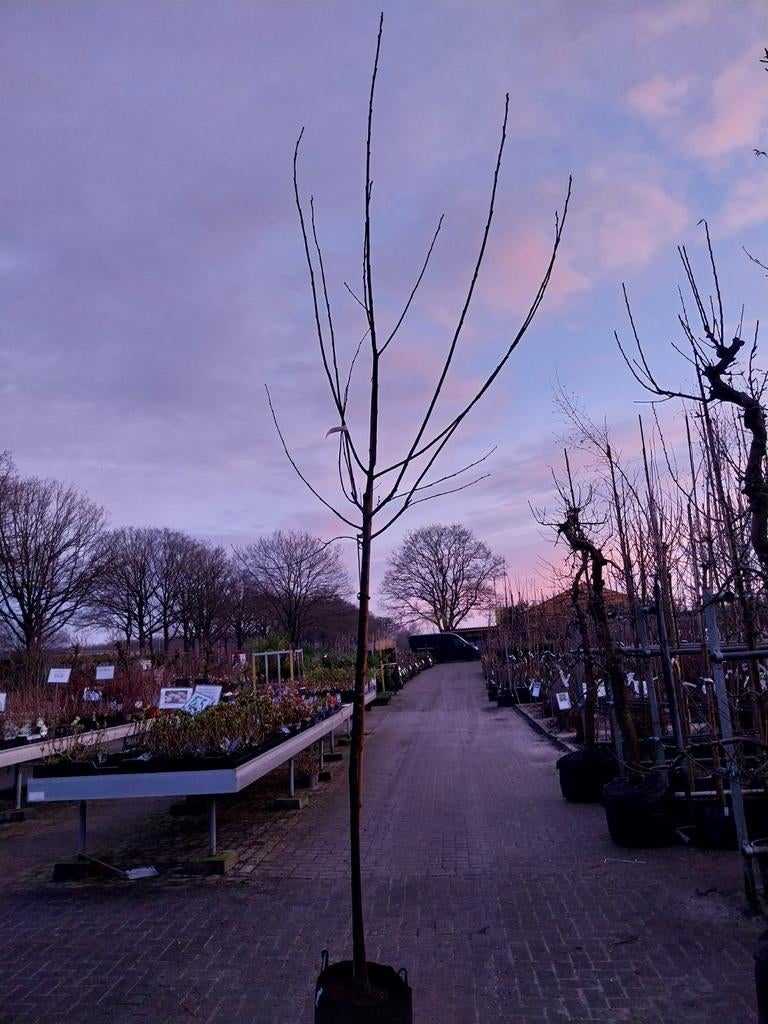 Castanea Sativa - Tamme Kastanje boom, Overige soorten, 250 tot 400 cm, Zomer, Ophalen