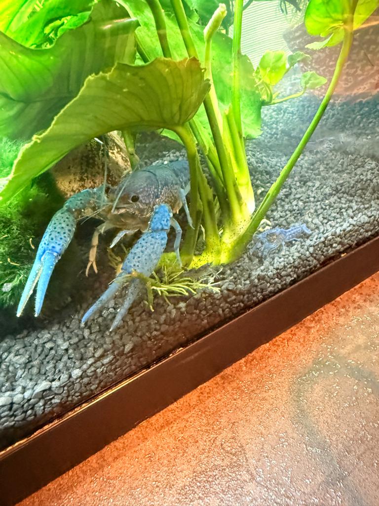 Prachtige Blauwe Florida kreeft  (8 - 15 cm), Vis