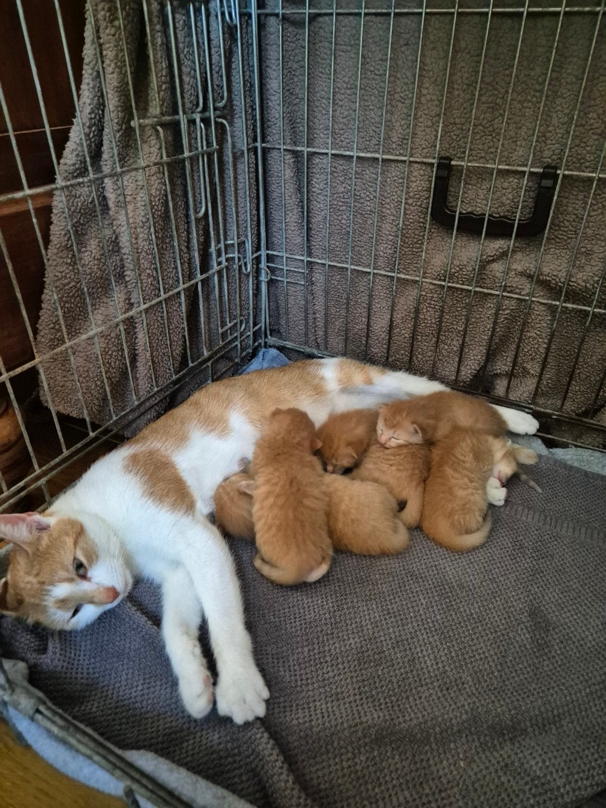 5 Prachtige Rode kittens., Dieren en Toebehoren, Katten en Kittens | Overige Katten, Poes
