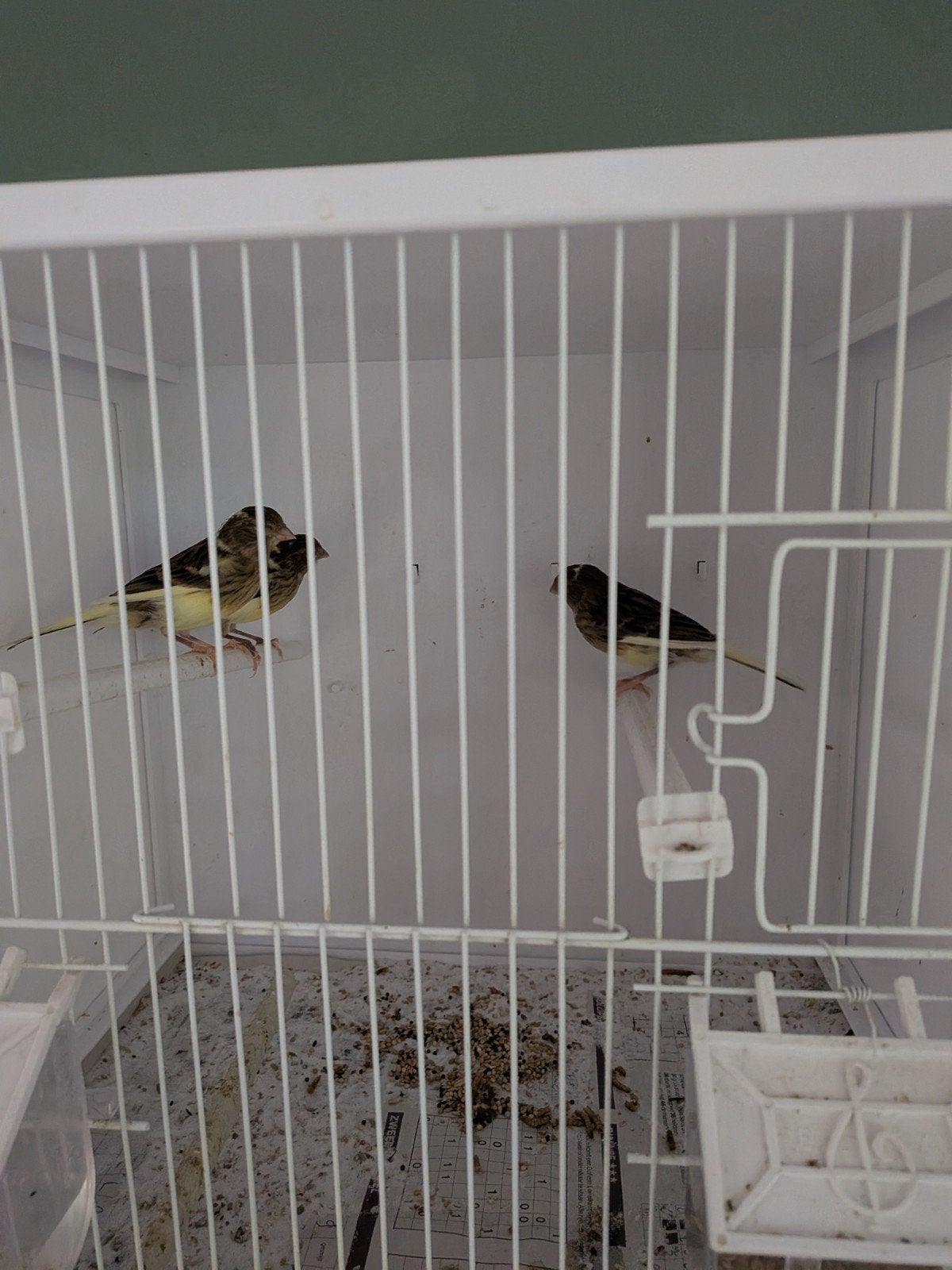 Geelbonte kanarie's, Dieren en Toebehoren, Vogels | Kanaries, Meerdere dieren