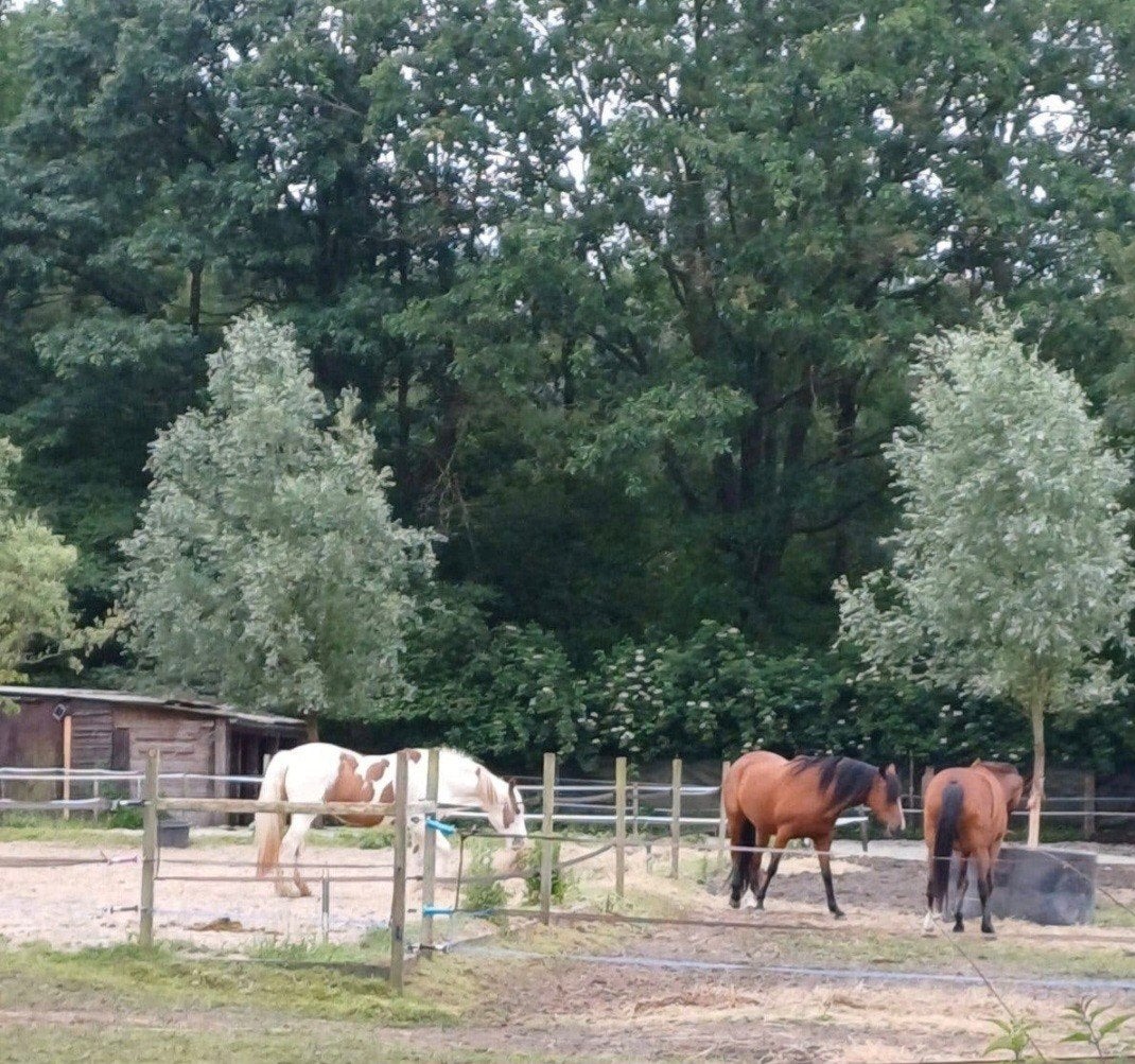 Gezocht: ruiter/amazone voor 3-jarige New Forest pony