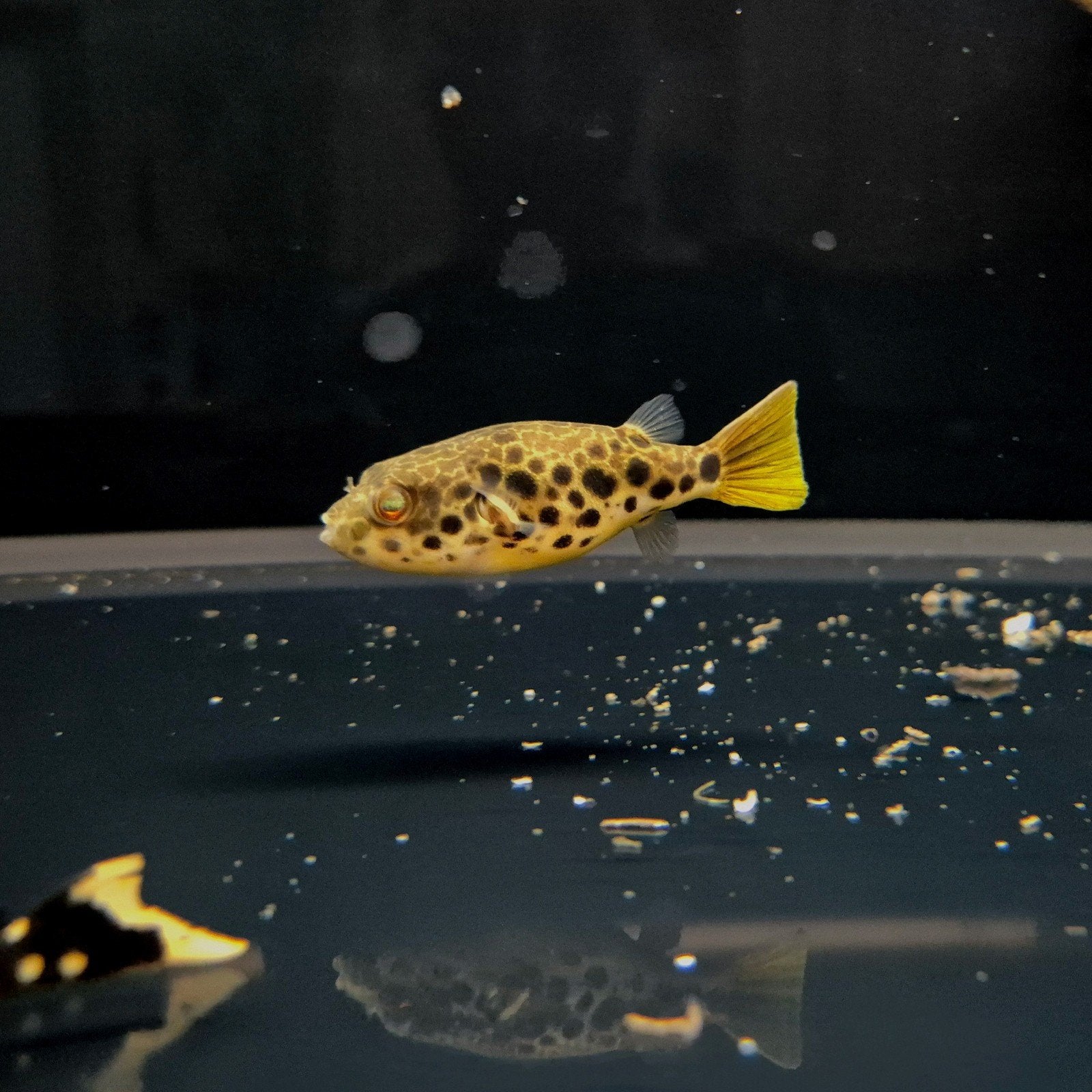 Tetraodon Schoutedeni, Dieren en Toebehoren, Vissen | Aquariumvissen, Vis, Zoetwatervis