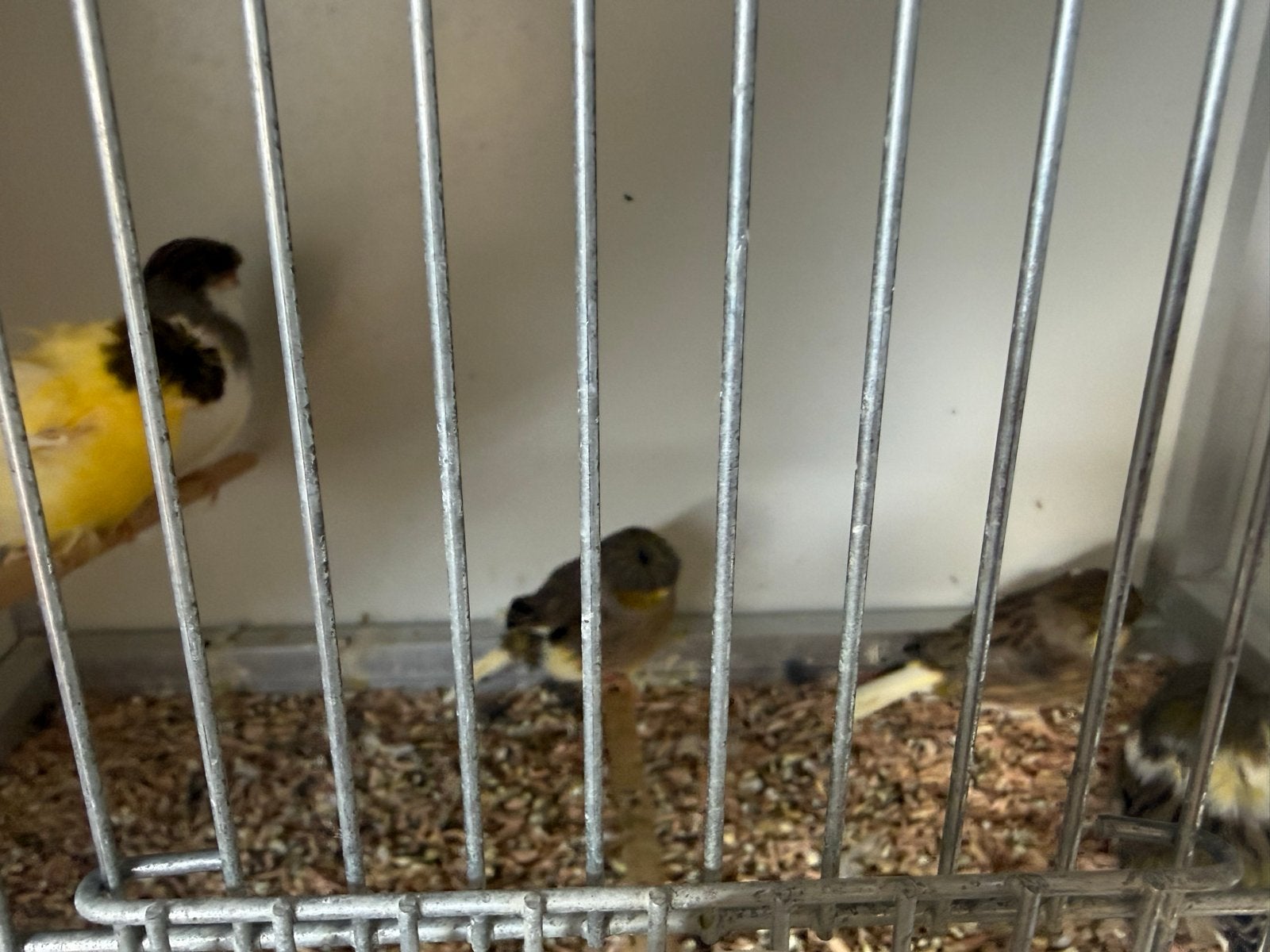Gloster canaries
