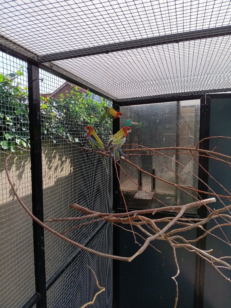 Pracht rosella van 2026, Dieren en Toebehoren, Meerdere dieren, Parkiet, Geringd
