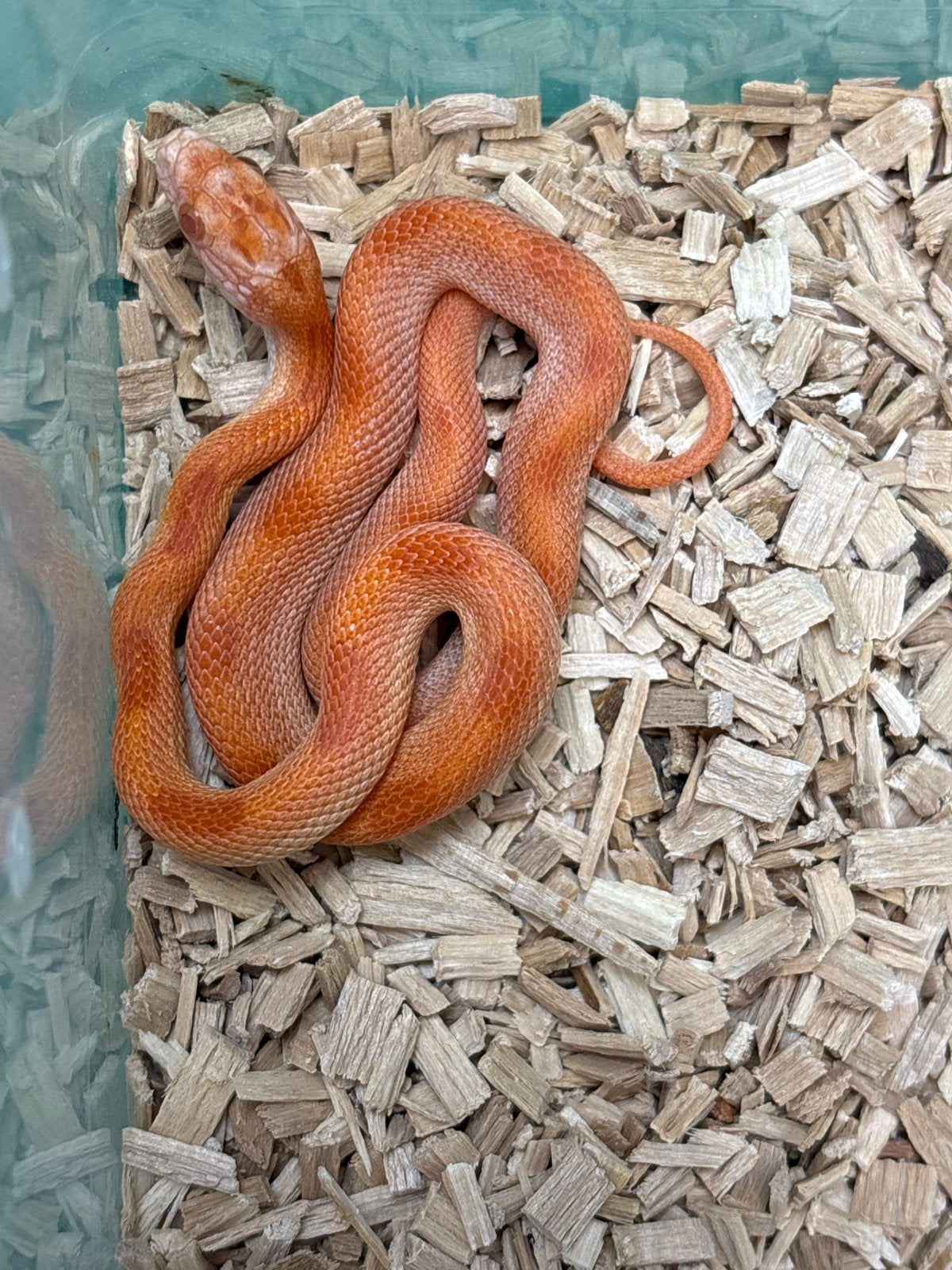 Div Rattenslangen 2026 Rat Snake photo 6