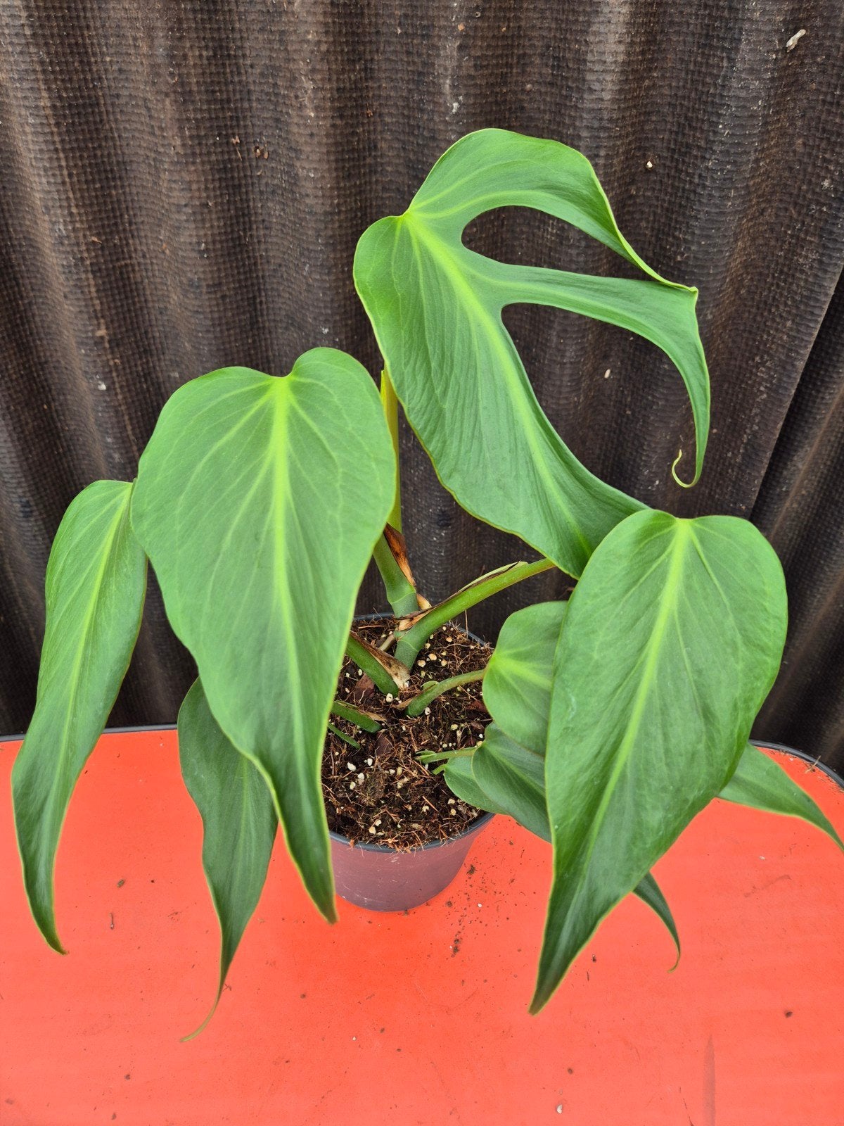 Monstera Burle Marx Flame p17 (E), Ophalen of Verzenden, Halfschaduw, Minder dan 100 cm