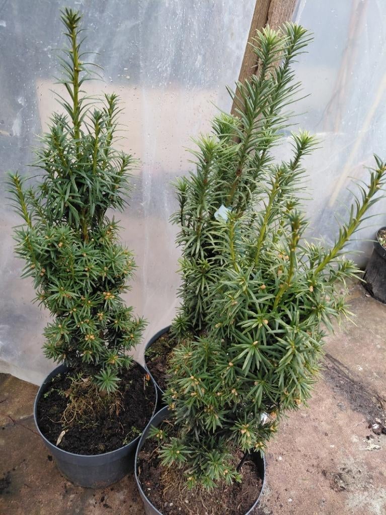 Taxus baccata ' Fastigiata aurea' (3 stuks), Halfschaduw, Overige soorten, Lente, Minder dan 100 cm