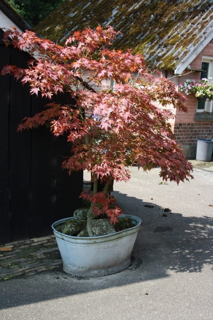 Rode Esdoorn in pot, Tuin en Terras, Ophalen, Overige soorten, Struik, Minder dan 100 cm