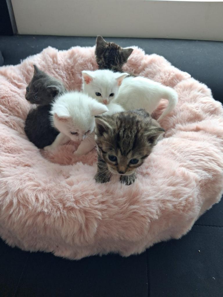 KITTENS SUPER SCHATTIG WIT/ GRIJS/ CYPERSE, Dieren en Toebehoren, Katten en Kittens | Overige Katten, Meerdere dieren