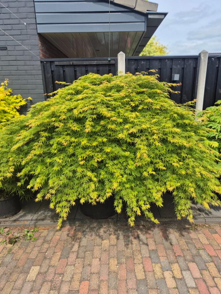 Grote Japanse Esdoorn 2.5 m breed, Tuin en Terras, Ophalen, Bloeit niet, Halfschaduw, Overige soorten