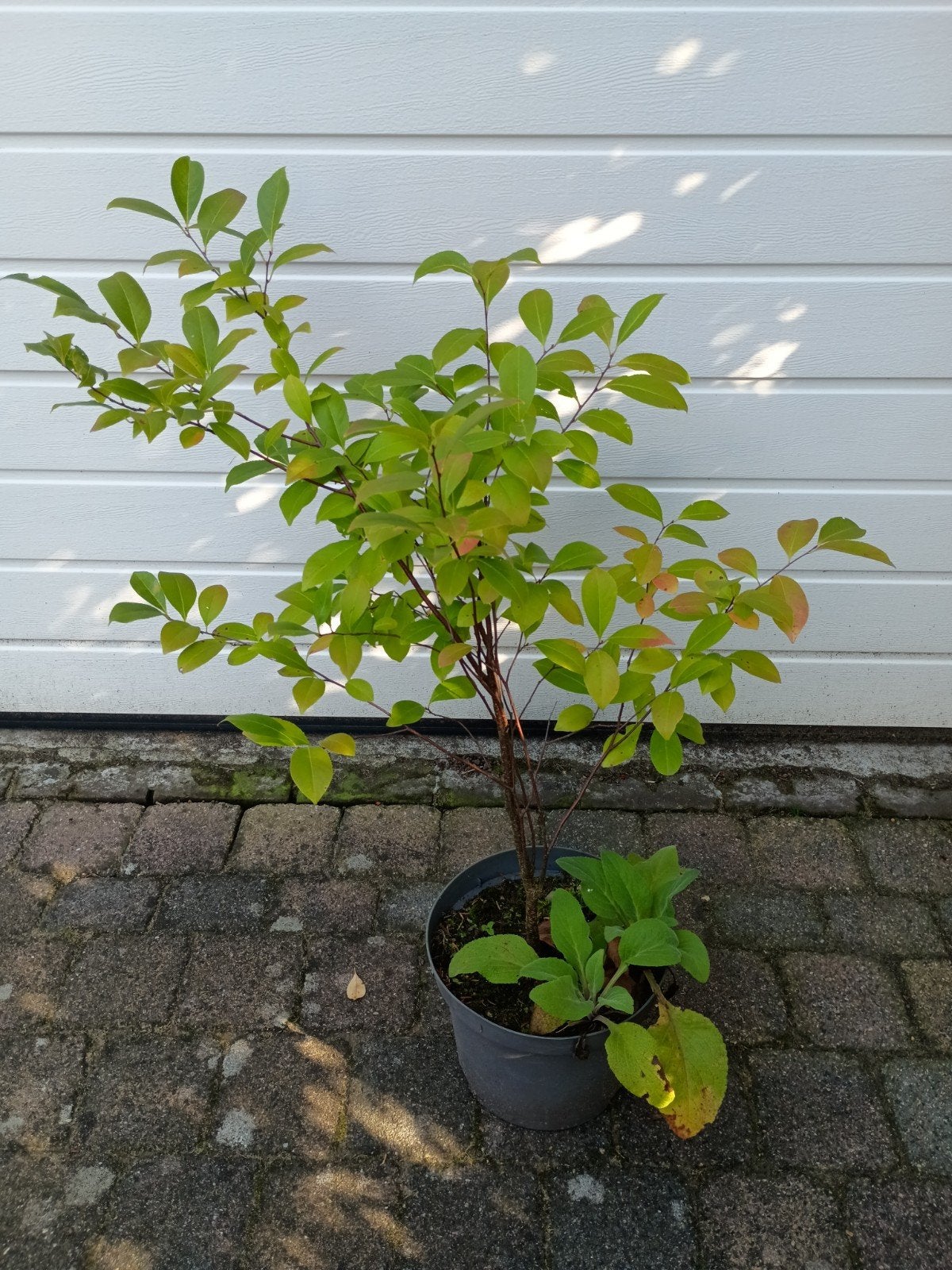 Vogelkers, biologisch en goed geworteld, Ophalen, Vaste plant