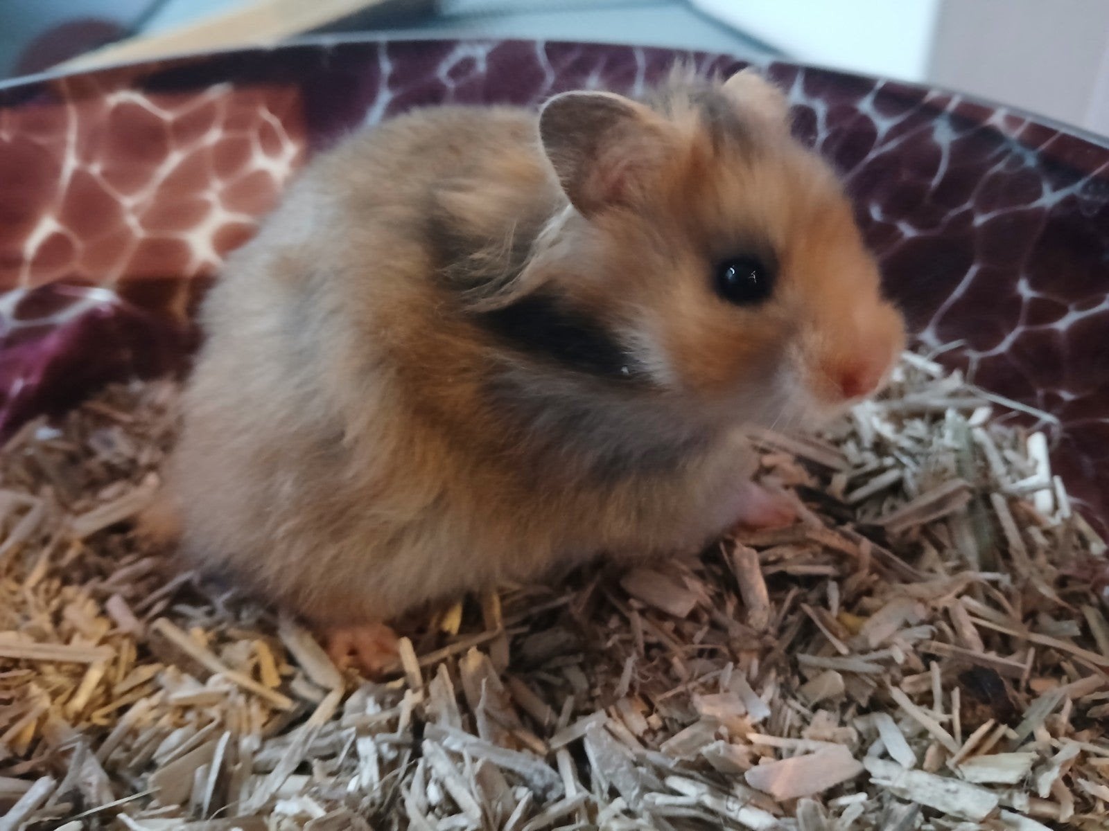 Goudhamster Ciska syrische hamster pup 7 weken, Dieren en Toebehoren, Knaagdieren, Hamster, Juni, Vrouwelijk, Tam