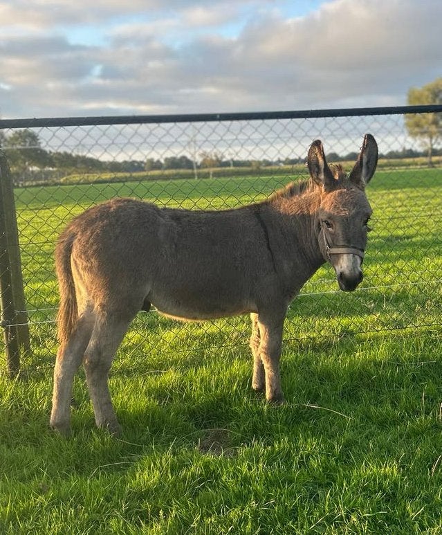 Ezel hengst te koop, Dieren en Toebehoren, Oktober, Mannelijk