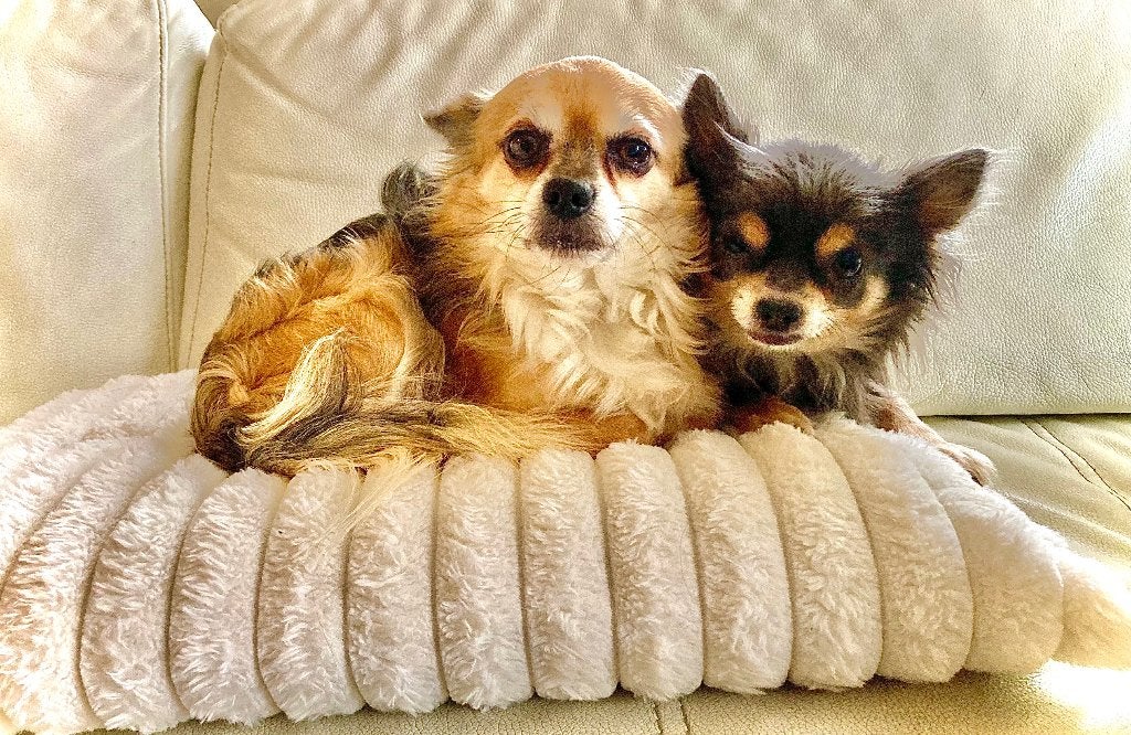 Chihuahua pups, Dieren en Toebehoren, België, Fokker | Hobbymatig, 8 tot 15 weken, Meerdere
