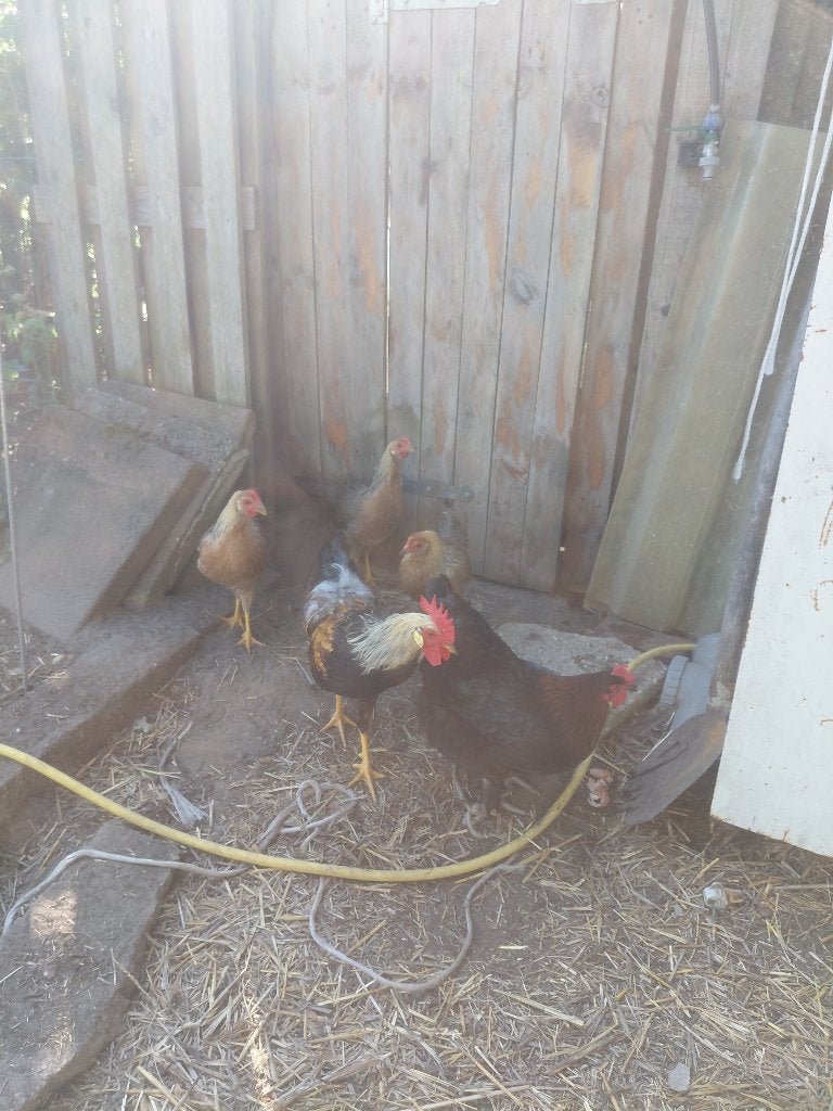 Leghorn  patrijs, Mannelijk, Kip