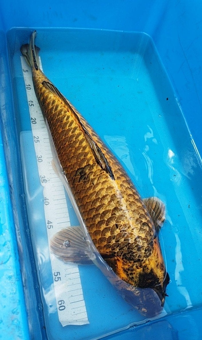 Hele mooie Bronze Ghost koi 70cm hand tam, Vis