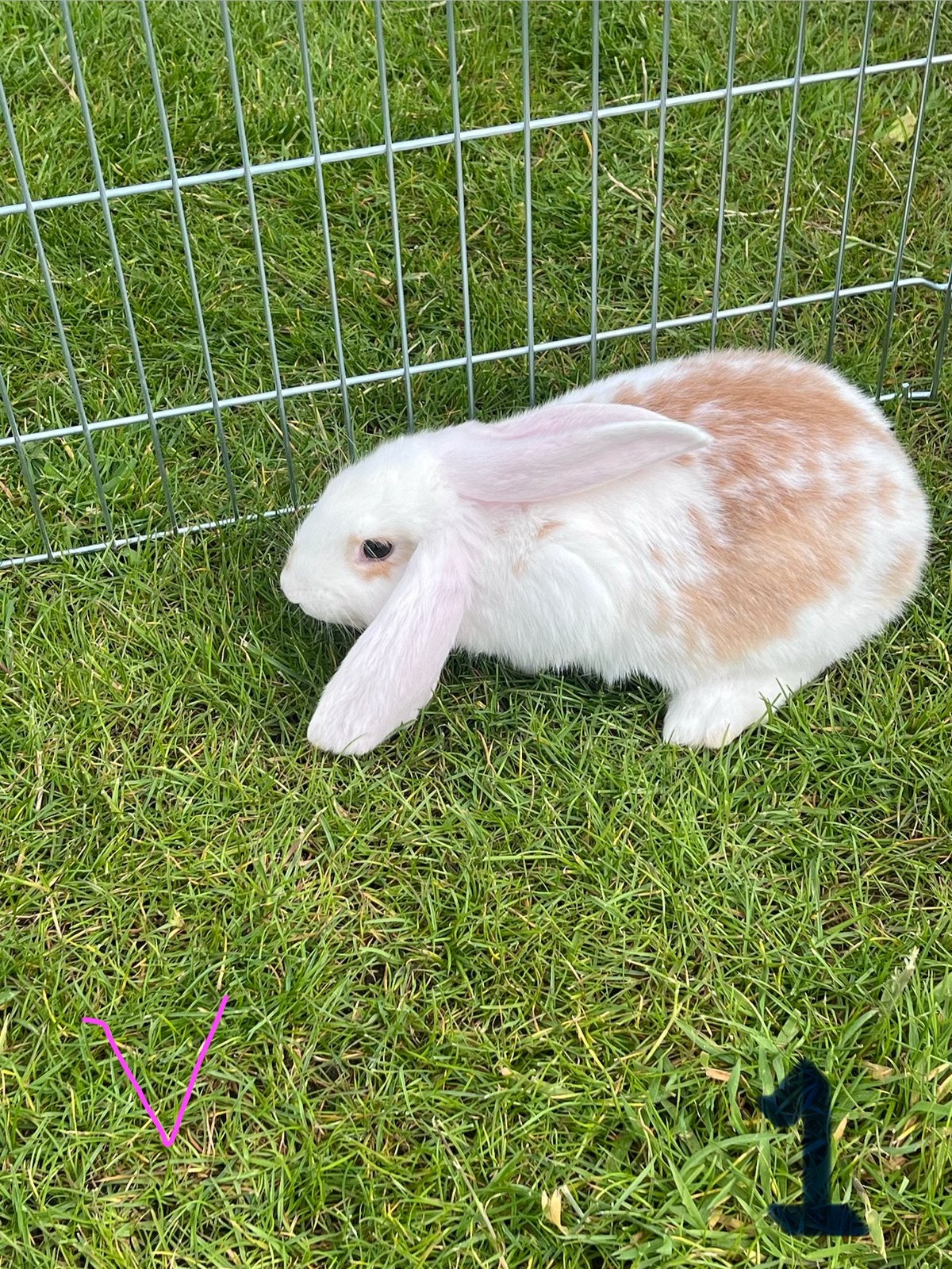 Jonge konijnen te koop, Dieren en Toebehoren, Konijnen, Meerdere dieren, Groot, Hangoor