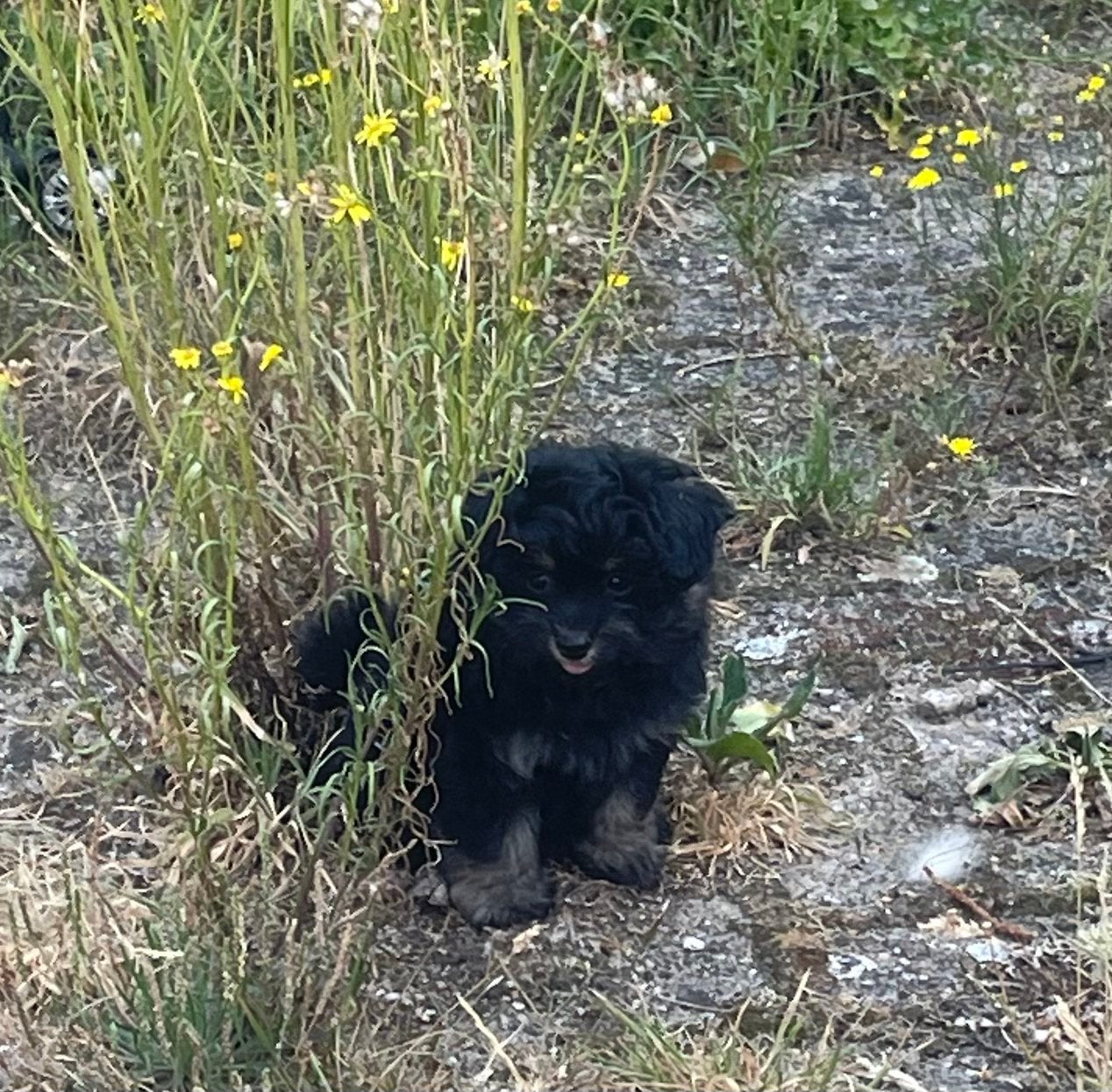 Pomapoo pups, Parvo, Overige rassen, 8 tot 15 weken, Meerdere