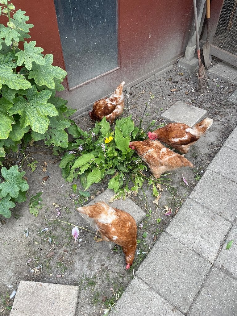 4 kippen, Vrouwelijk, Kip