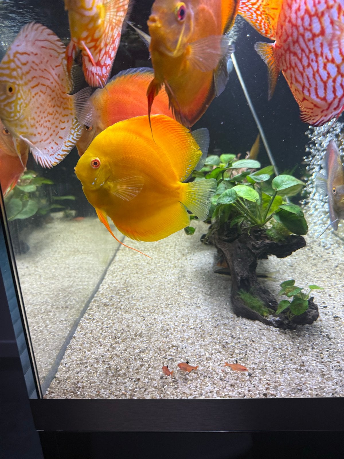 Hele mooie discusvis, Dieren en Toebehoren, Vis, Zoetwatervis, Schoolvis