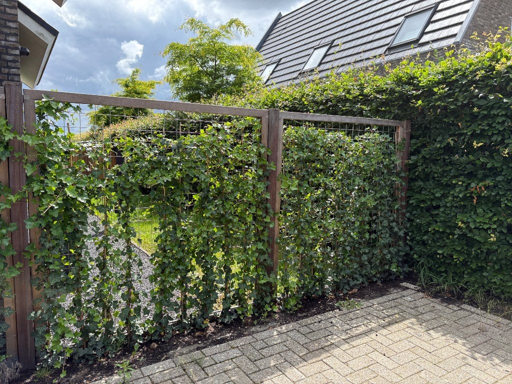 2x hardhouten tuinscherm trellis inclusief klimop planten, Tuin en Terras, Ophalen, 150 tot 200 cm, Zo goed als nieuw, 150 tot 200 cm