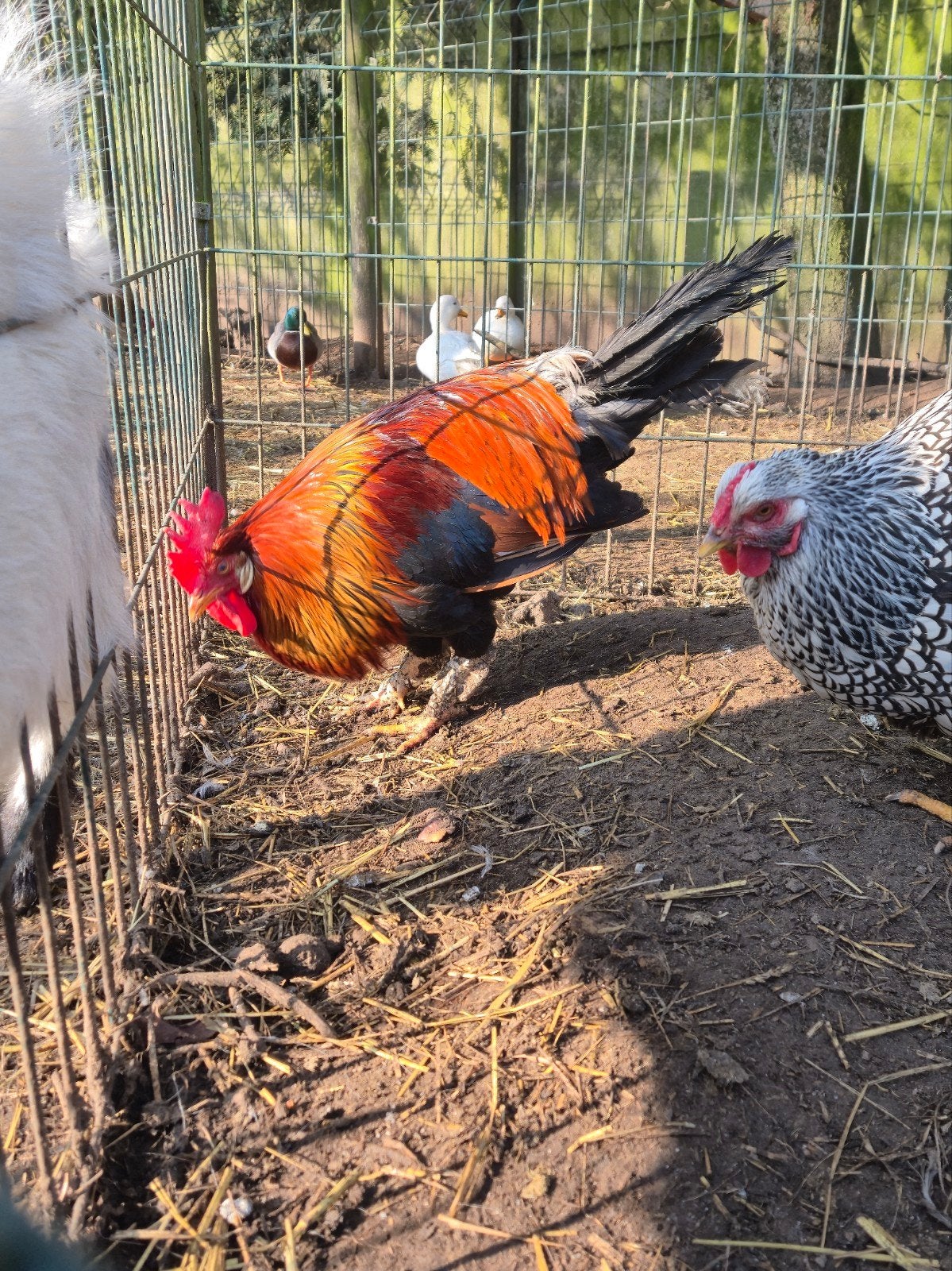 Haan Kempische leghorn patrijs, Dieren en Toebehoren, Mannelijk, Kip