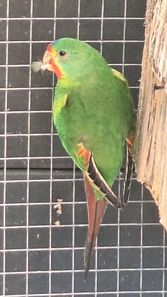 Te koop 2 swiftparkieten mannen 2026, Dieren en Toebehoren, Vogels | Parkieten en Papegaaien, Mannelijk, Parkiet, Geringd