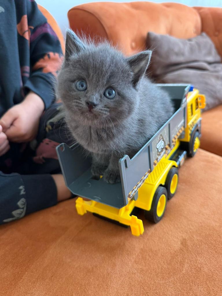 4 kttens zijn geboren op 21maart., Dieren en Toebehoren, Poes
