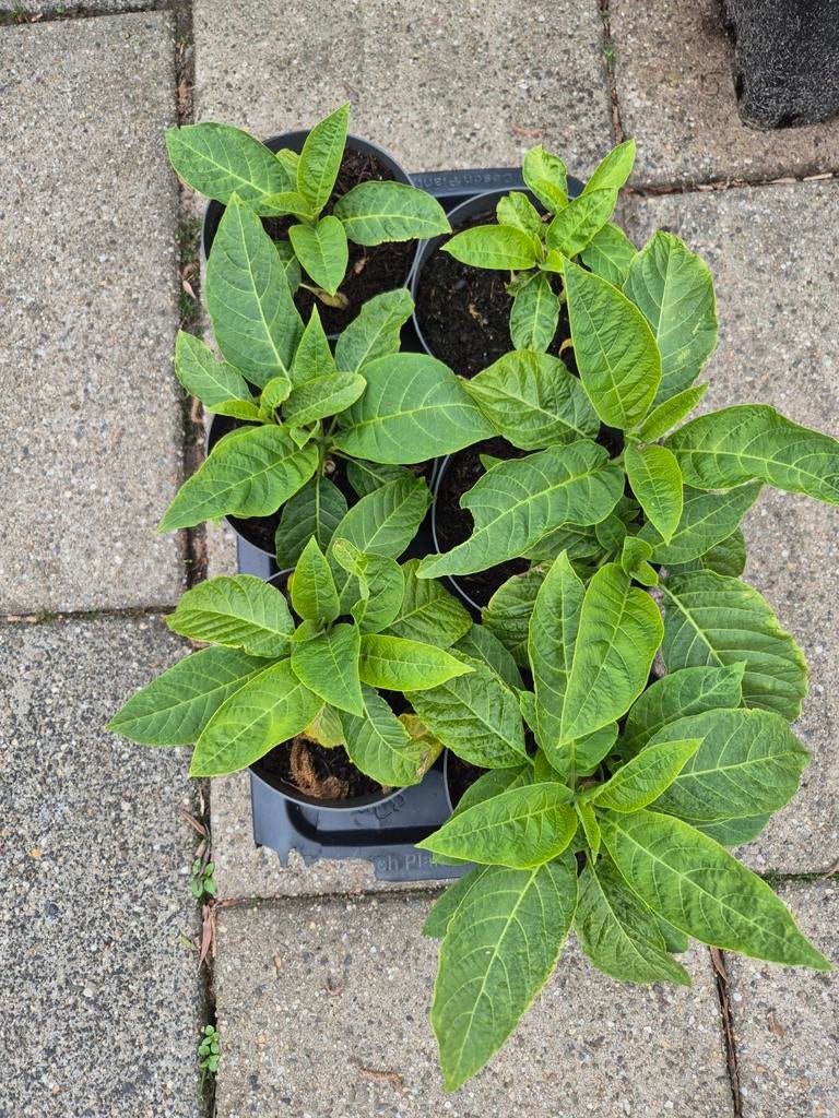 Roze brugmansia, Ophalen, Overige soorten, Volle zon