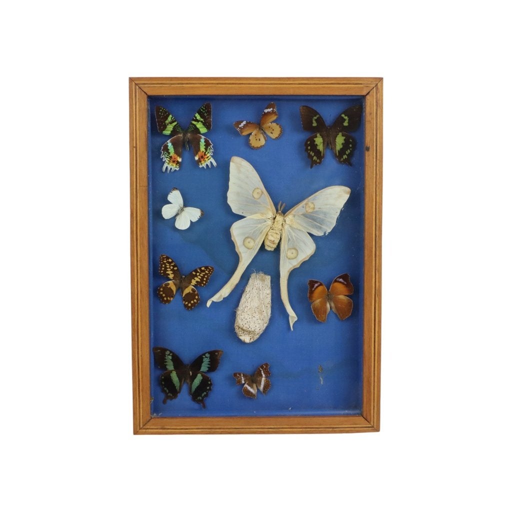 Kleurrijke Ingelijste Vlinders Taxidermie Opgezet Insect, Ophalen of Verzenden, Gebruikt, Insect, Opgezet dier
