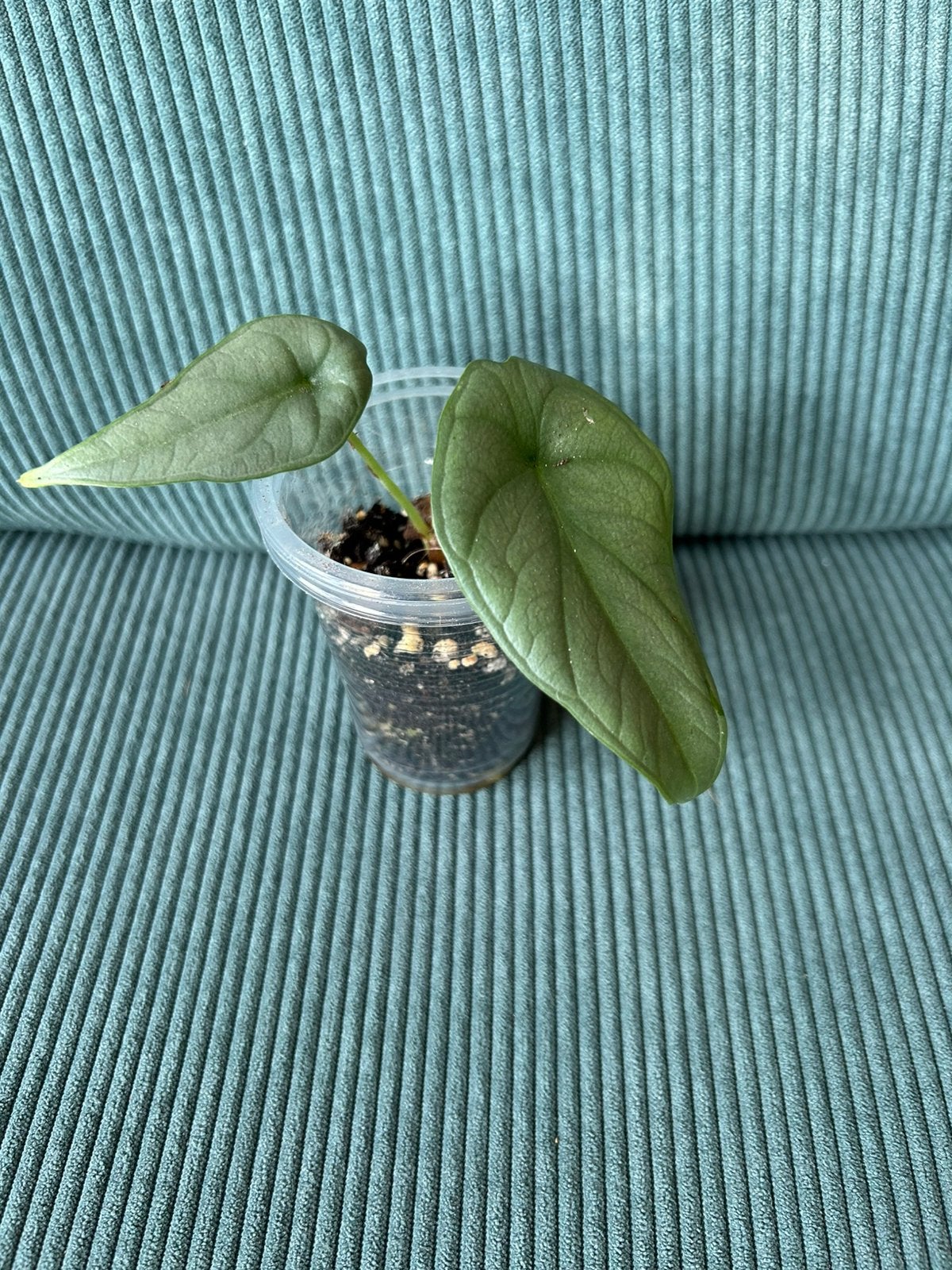 Alocasia Red Grey, Ophalen of Verzenden, Halfschaduw, Minder dan 100 cm