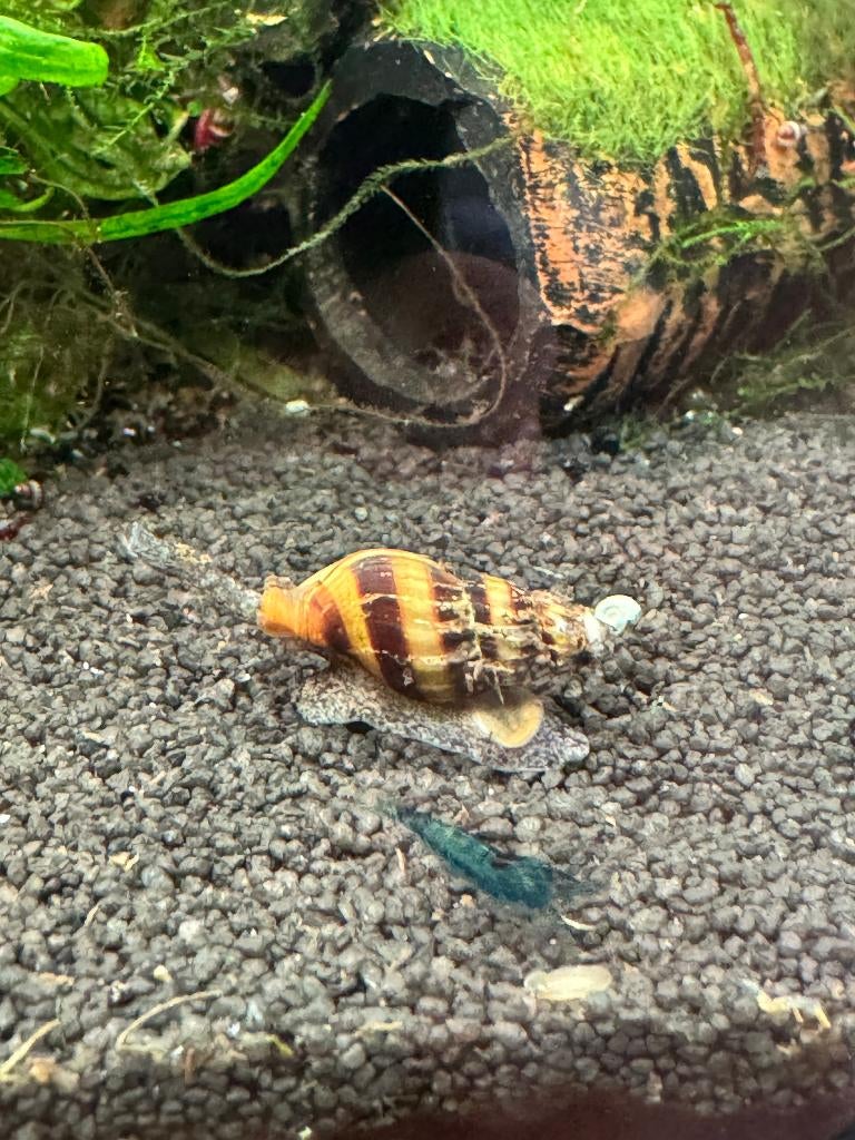 Anatome Helena (slakken etende slak)., Slak of Weekdier, Zoetwatervis