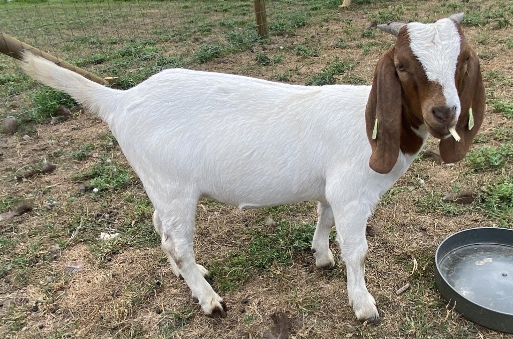 Boergeit lammeren stamboek en CL/CAE vrij, Dieren en Toebehoren, Meerdere dieren, Geit, 0 tot 2 jaar