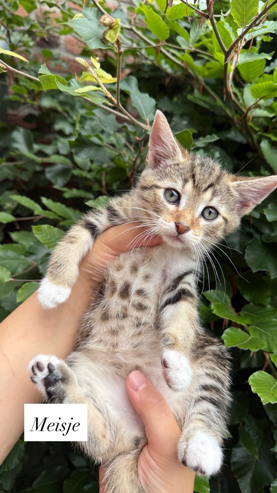 Kittens, Meerdere dieren