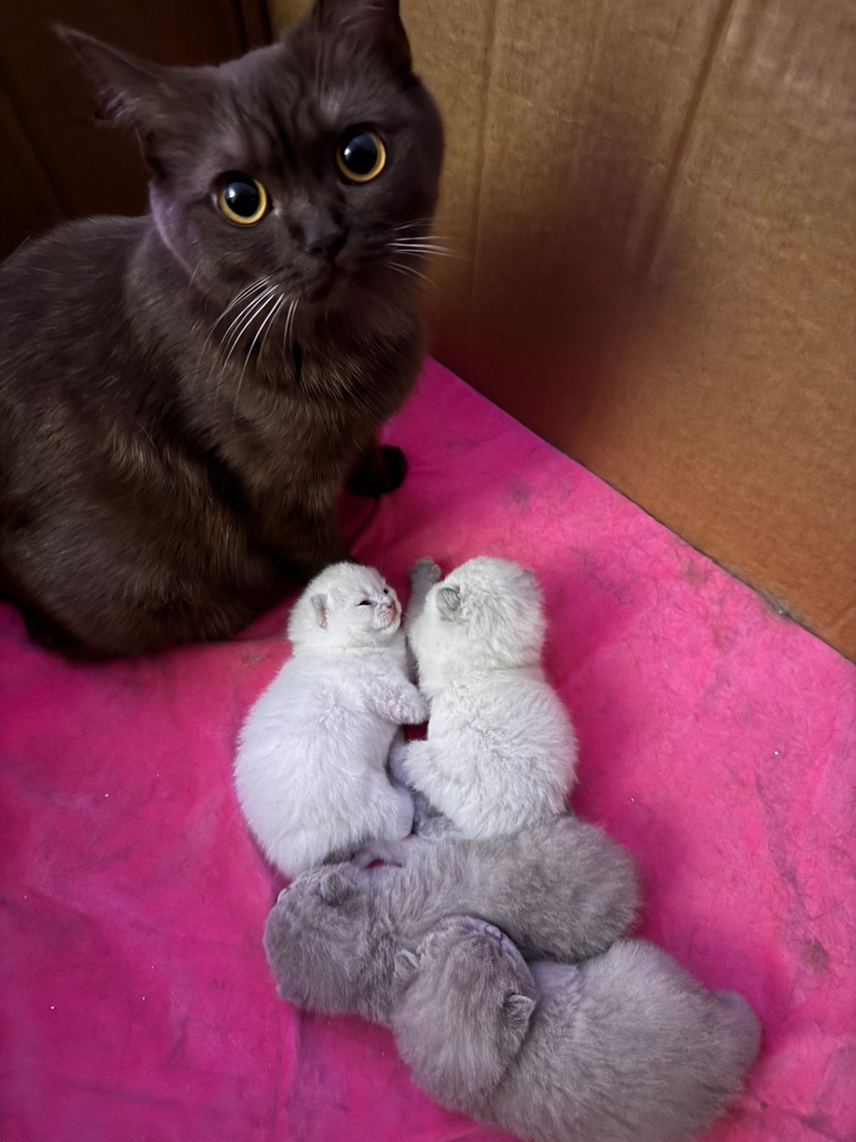 Britsekorthaar kittens, Poes