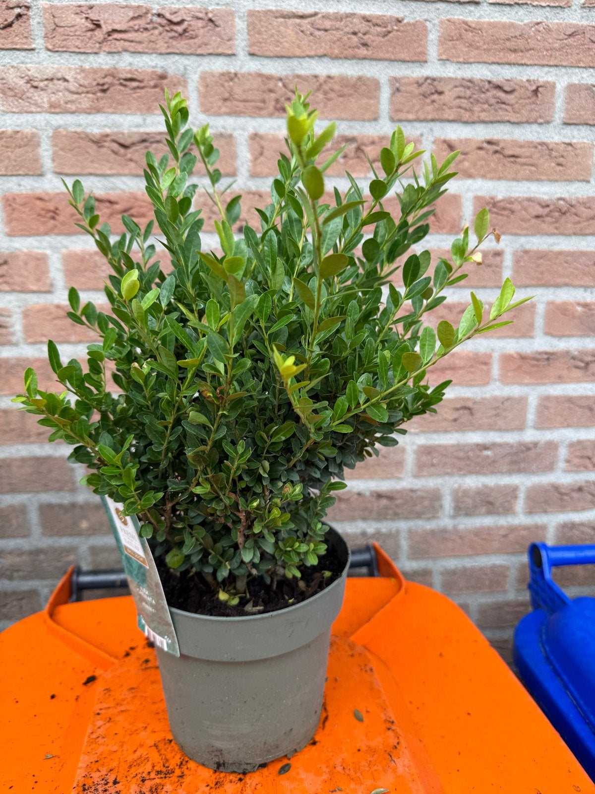 Ilex Crenata 'Jenny' - Japanse Hulst Bol 20cm, Overige soorten, Vaste plant, Ophalen of Verzenden, Bloeit niet