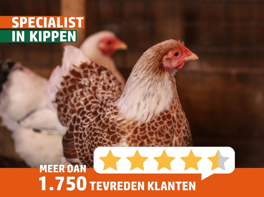 Wyandotte kriel | Lieve kippen | Passend advies, Vrouwelijk, Kip